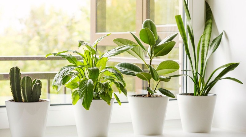 ¿Qué plantas de interior elegir?
