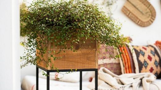 7 απαραίτητες γλάστρες για ενημέρωση