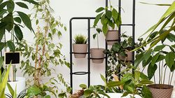 È una buona idea avere piante o fiori artificiali in casa?