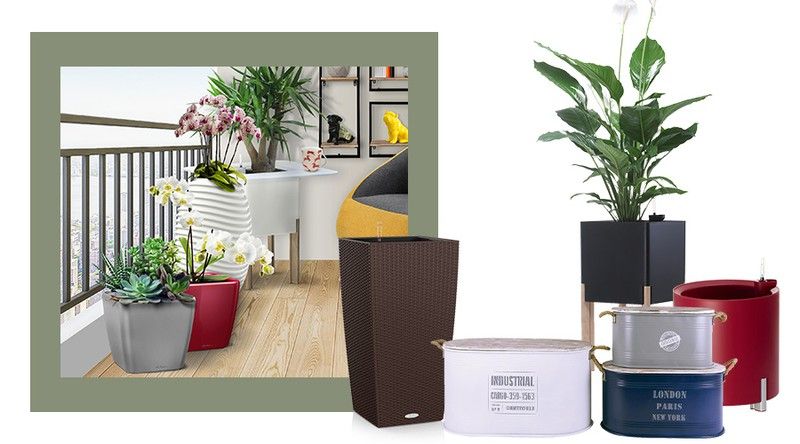 Di sí a las plantas