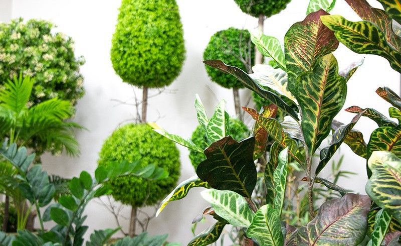 Um toque da natureza