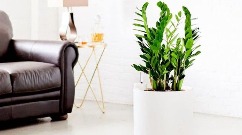 Plantas y más plantas