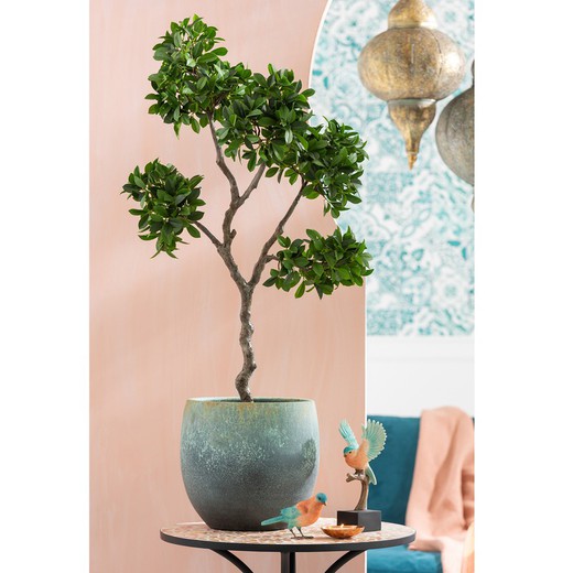 China Árbol de ficus artificial interior de 5 pies para centros de