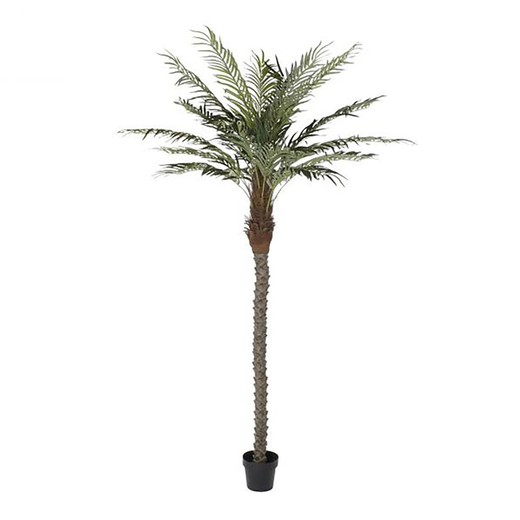 Palma daktylowa, Ø100x230cm