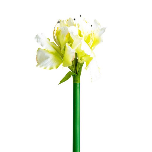 Fiore di Amaryllis bianco, Ø15x73cm