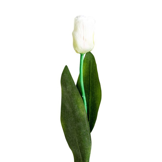 Weiße Tulpenblüte, Ø15x64cm
