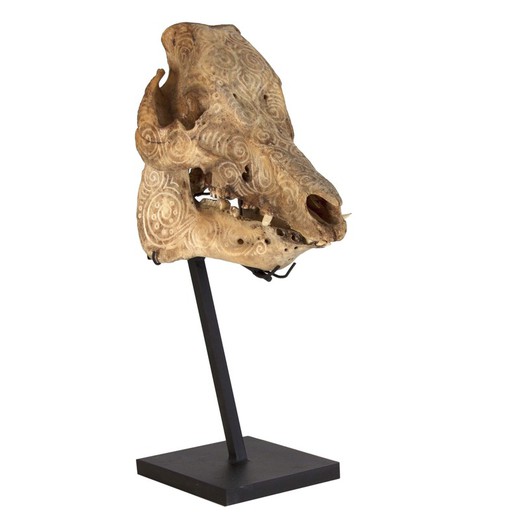 Boar Head Fossil 20x40x50 cm