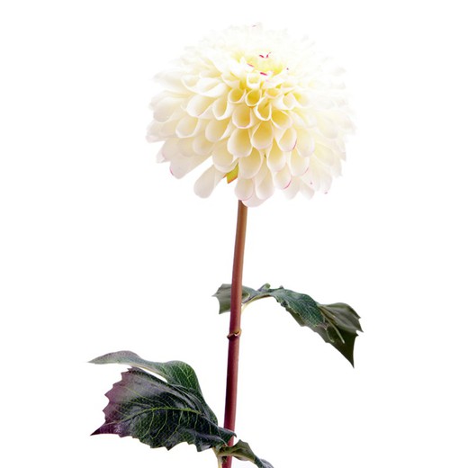 Flor Artificial de Dalia Lady blanca, Ø12x55 cm — Qechic