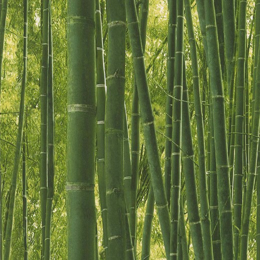 Papel pintado, 1000x53 cm |  Bambú Verde