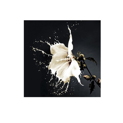 Stampa artistica Flower Splash con vetro, 100x1x100cm