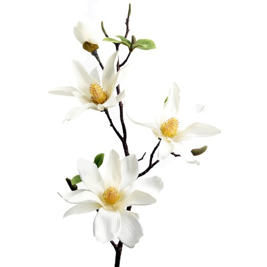 Magnolia Victoria biała, 24x80 cm