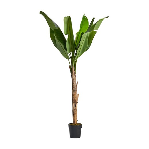 Green Banana Plant, Ø60x165cm