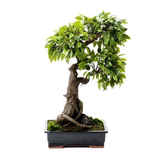 Ficus Tachiki Pianta Bonsai in Plastica Verde, Ø35x90cm
