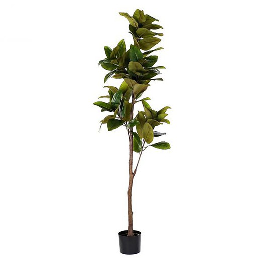 Pianta Magnolia L Verde, Ø50x180cm