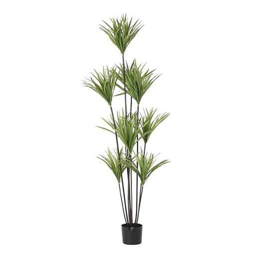 Grøn Dracaena Plante, Ø75x180cm