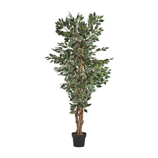 Planta artificial Ficus verde, Ø60 x 180 cm