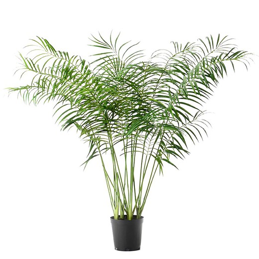 Groene plastic Areca-palmplant, Ø90x198cm