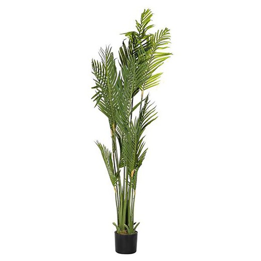 Palmeplante L Grøn, Ø50x180cm