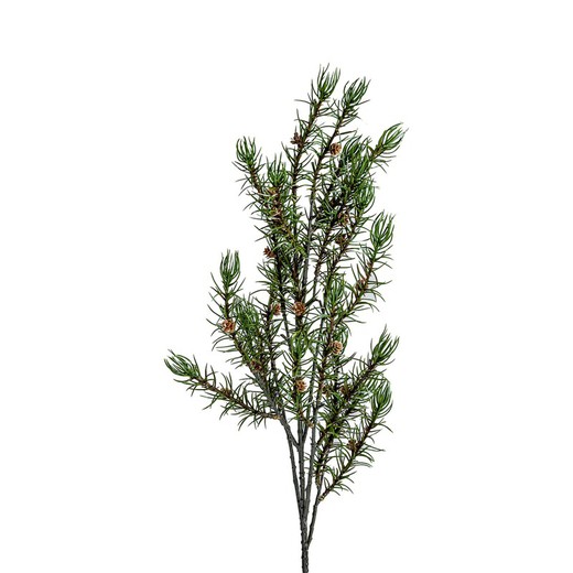 Grön rosmarinväxt, Ø10x78cm