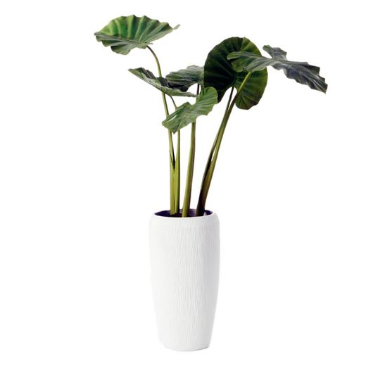 Planta artificial Alocasia royal verde y negro, Ø30 x 130 cm