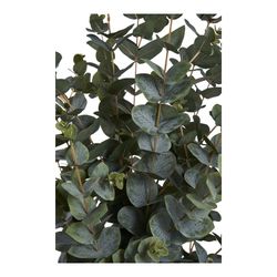 Polyethylene eucalyptus tree in green, 36 x 46 x 120 cm | Eucalyptus