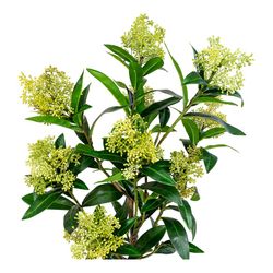 Δέντρο skimmia από πολυαιθυλένιο σε πράσινο χρώμα, 40 x 40 x 75 cm | Σκίμμια
