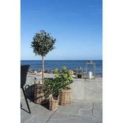 Δέντρο skimmia από πολυαιθυλένιο σε πράσινο χρώμα, 40 x 40 x 75 cm | Σκίμμια