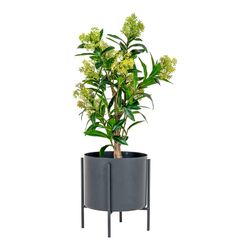 Δέντρο skimmia από πολυαιθυλένιο σε πράσινο χρώμα, 40 x 40 x 75 cm | Σκίμμια
