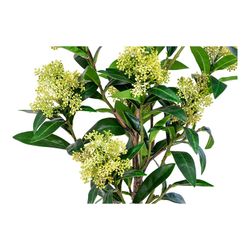 Δέντρο skimmia από πολυαιθυλένιο σε πράσινο χρώμα, 40 x 40 x 75 cm | Σκίμμια