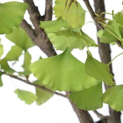 Zielone plastikowe drzewo Ginko Royal, Ø85x234cm