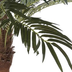 Dattelpalme, Ø100x230cm