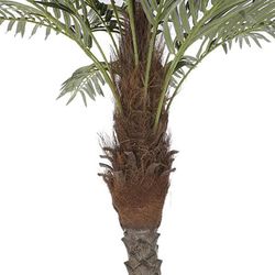 Dattelpalme, Ø100x230cm