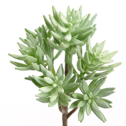Hoja Artificial de Echeveria Prolifica verde, Ø22x22 cm
