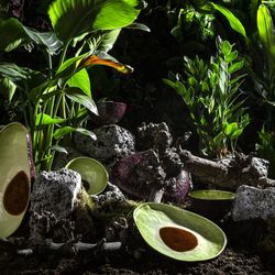 Avocado Salad Bowl, Brown and Green, 34 x 23.1 x 9 cm | Tropical Fruits