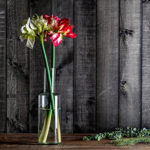 White Amaryllis flower, Ø15x73cm