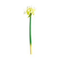 White Amaryllis flower, Ø15x73cm
