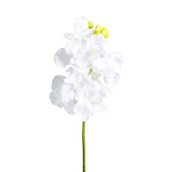 Fleur d'oranger blanche, Ø12x76cm