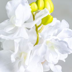 Fleur d'oranger blanche, Ø12x76cm