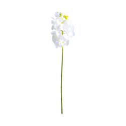 Fleur d'oranger blanche, Ø12x76cm