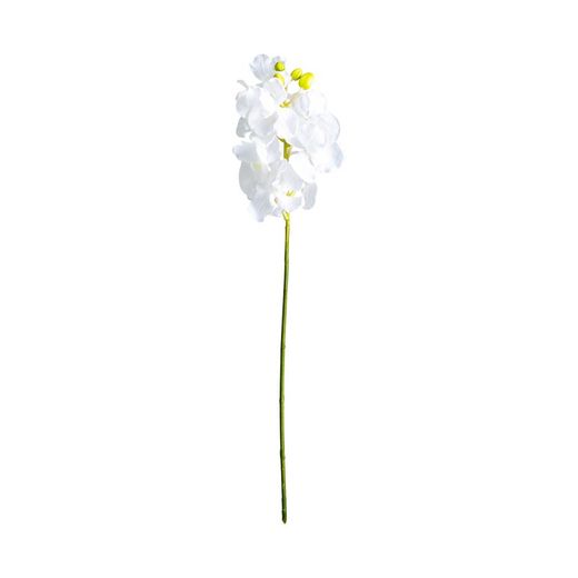 Fleur d'oranger blanche, Ø12x76cm
