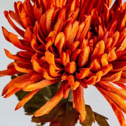 Flor de crisântemo laranja, Ø15x79cm