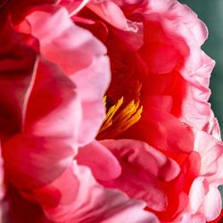 Fleur de pivoine rose, Ø19x97cm