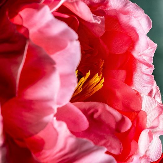 Fleur de pivoine rose, Ø19x97cm