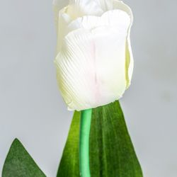 Witte Tulp Bloem, Ø15x64cm