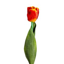 Orange Tulip Flower, Ø15x64cm