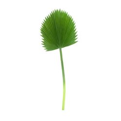 Large Green Palm Leaf, 44x117 cm