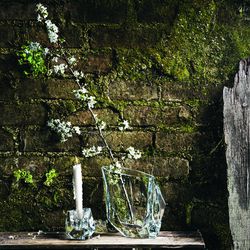 Vaso in vetro trasparente, 10,8 x 22 x 25 cm | esotico