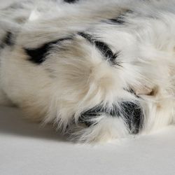 Blanket White / Black, 130x170x1cm