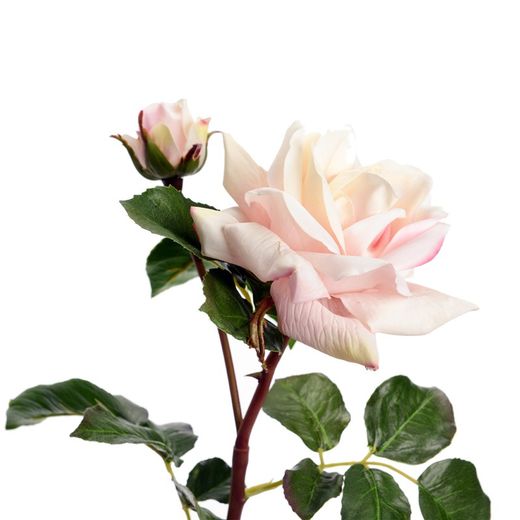 MELODY REALITY-Pink Rose, 10x53 cm