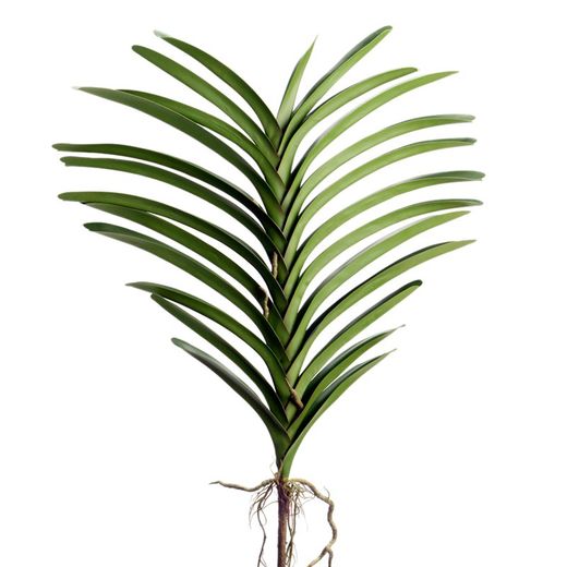 Picket vanda groen, 46x66 cm